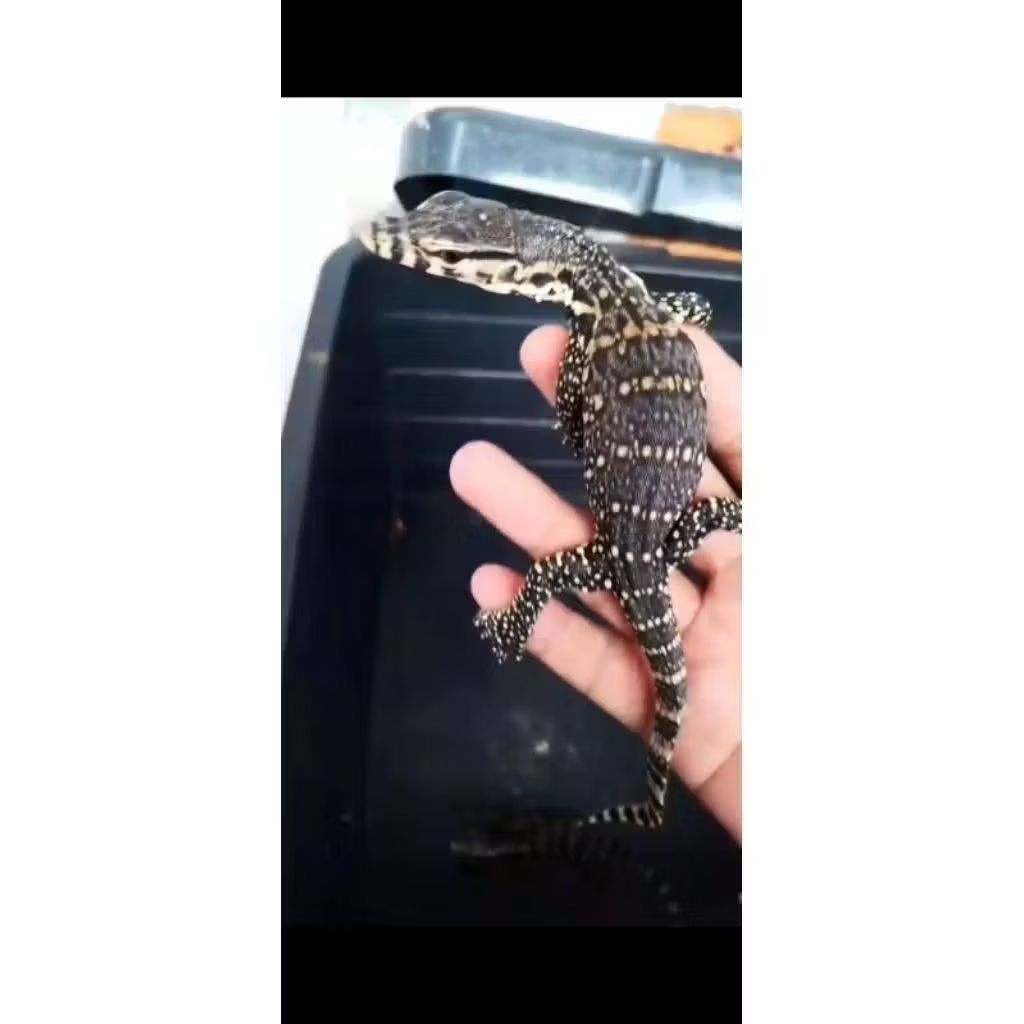 mainan anak anak beby biawak / promo terbatas