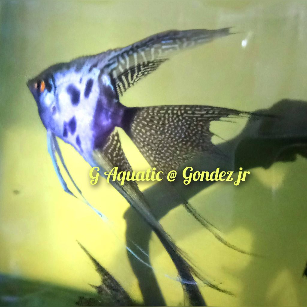 ikan manfish clown  slayer size XL