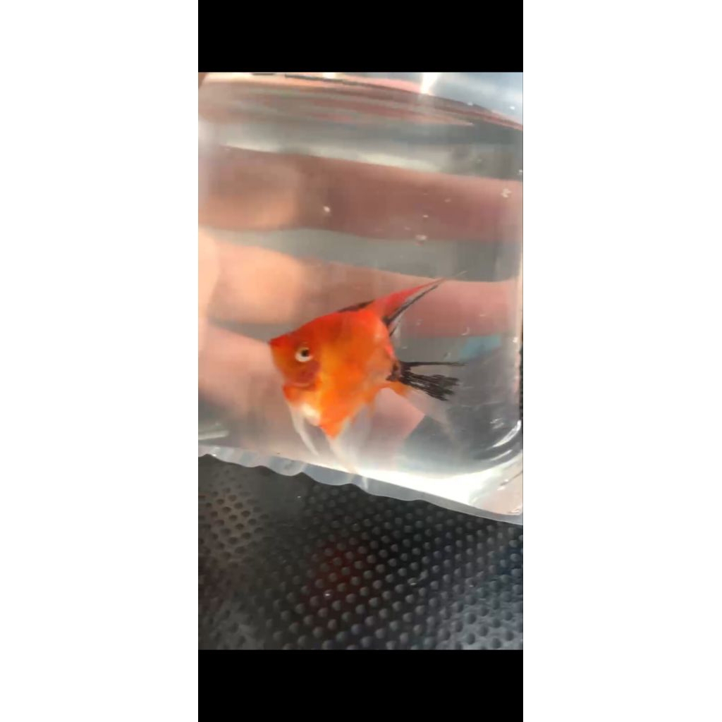 MANFISH RED DEVIL SIZE 5Cm TOP GRADE