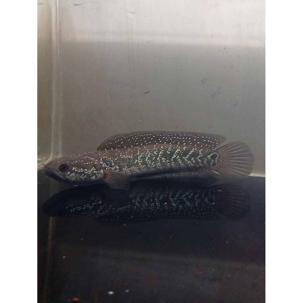 pakan ikan chana asiatica ws pure 6-7cm