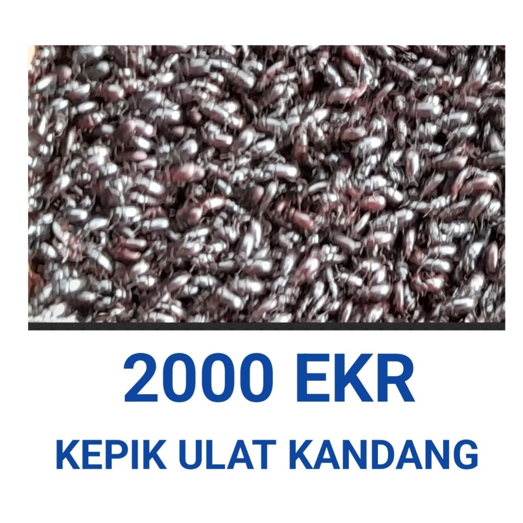terlaris bibit kepik ulat kandang 2000