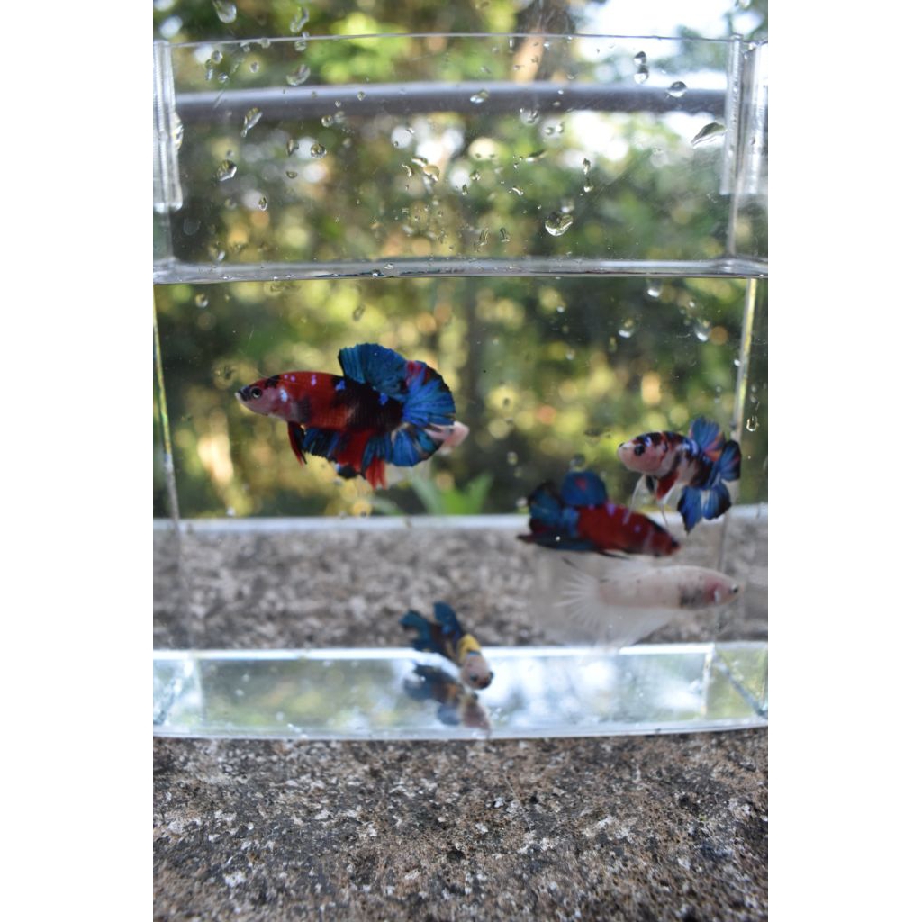 Flashdeal Cupang Plakat Koi Multicolour