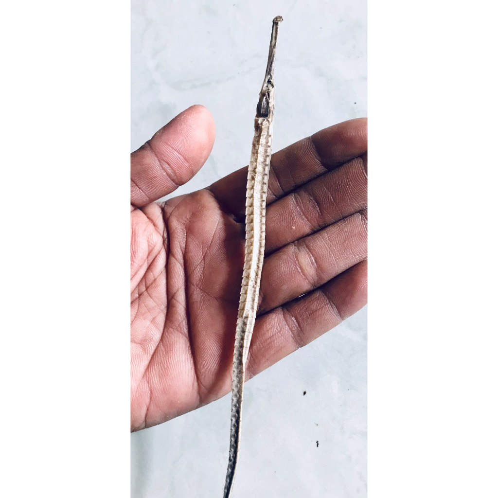 naga laut/ kering