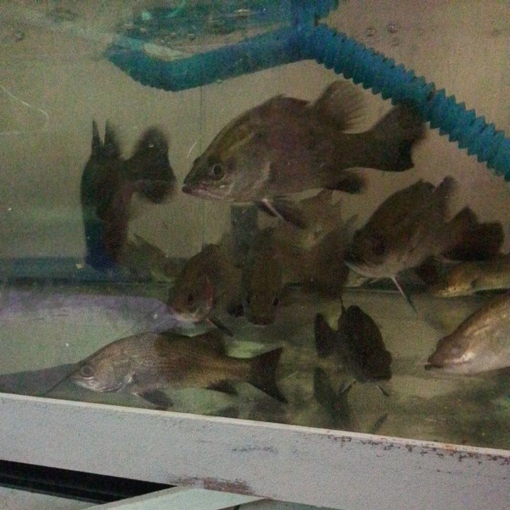 BARAMUNDI / KAKAP AIR TAWAR