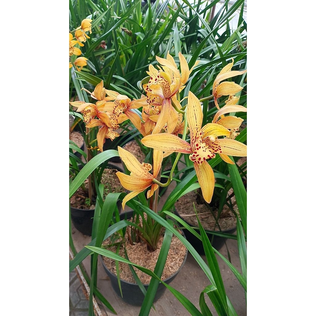 Anggrek Tanah Cymbidium Chen's ruby - Bunga Wangi - 1 spike 5-7 bulb
