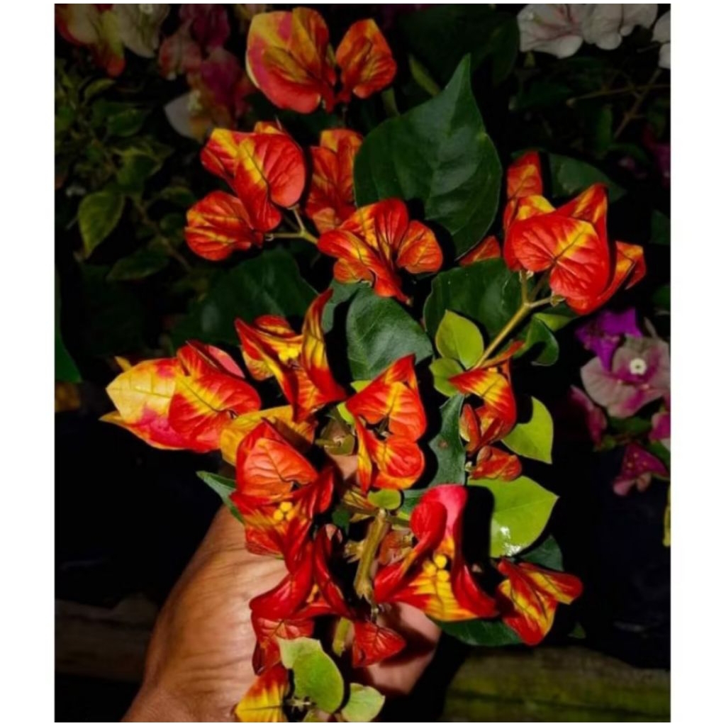 Bugenvil Citra Monduring Bunga gradasi Cantik