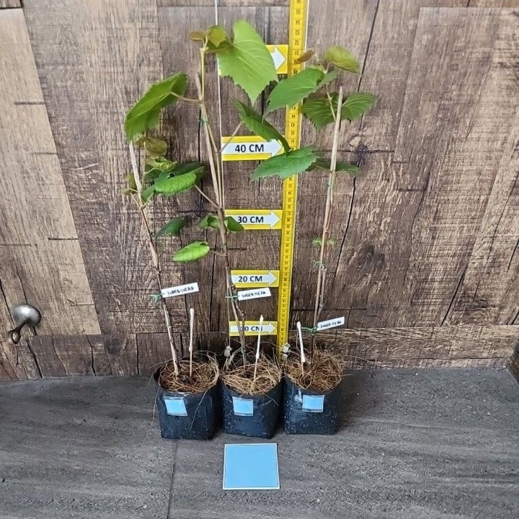 Kober 125AA Rootstock / batang bawah anggur sesuai foto/video