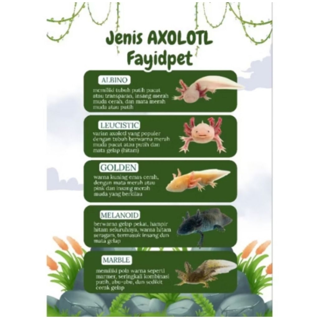 Perlengkapan aquarium ASLI, Axolotl 6-7cm Mix 5 jenis lebih murah