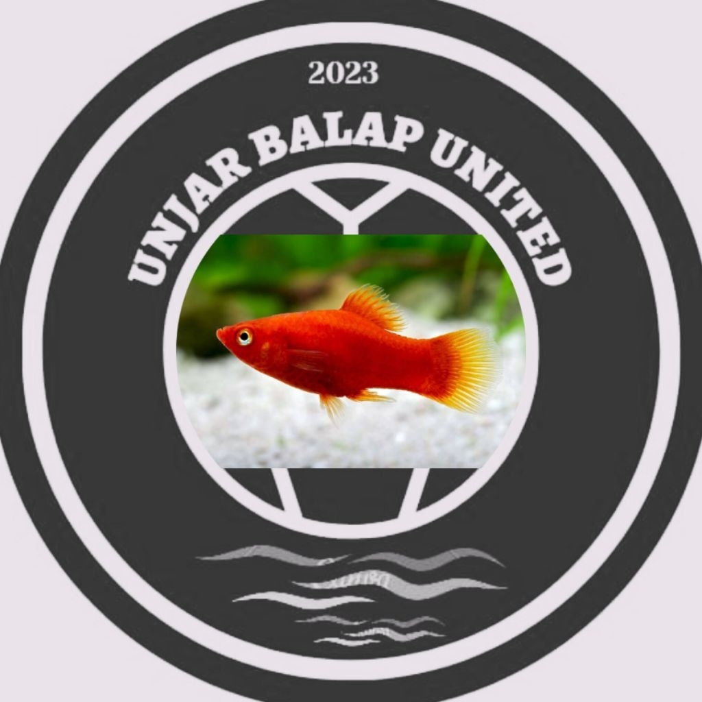 Red Coral platy / coral merah platy / platy merah / hiasan aquarium