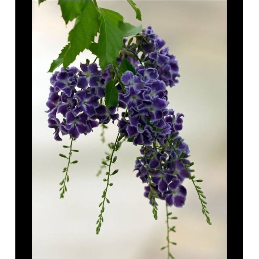 bunga DURANTA  ERECTA UNGU