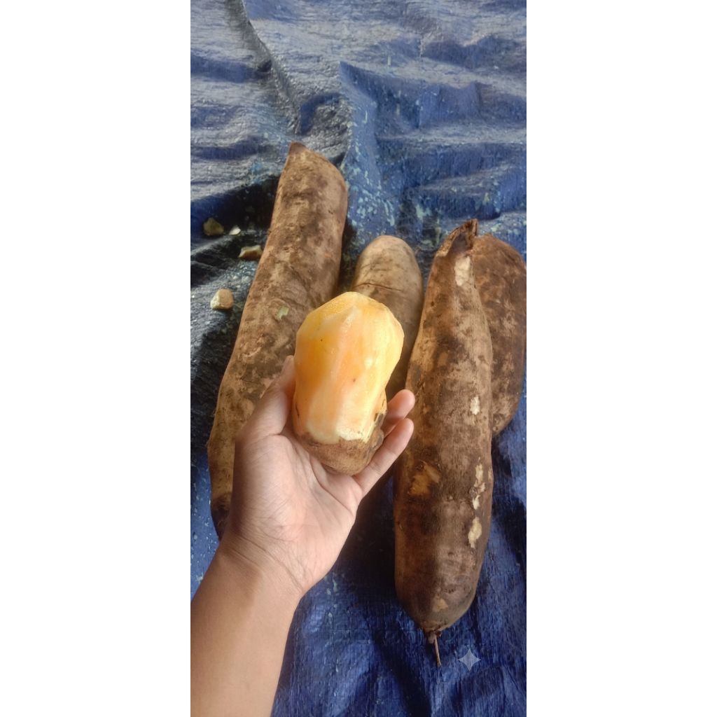 ubi yakon