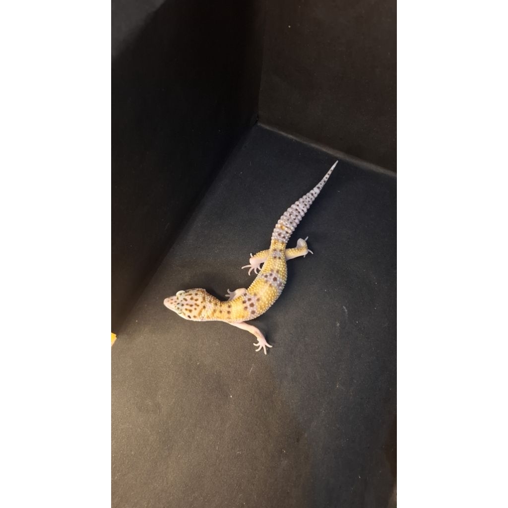 Leopard Gecko Male - Mack Snow ph Tremper - Usia Juve Jantan Sehat Mulus HG049
