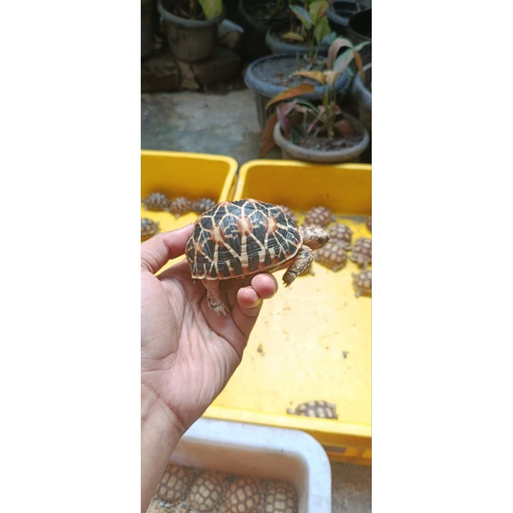 Patung Indian star size 8 cm