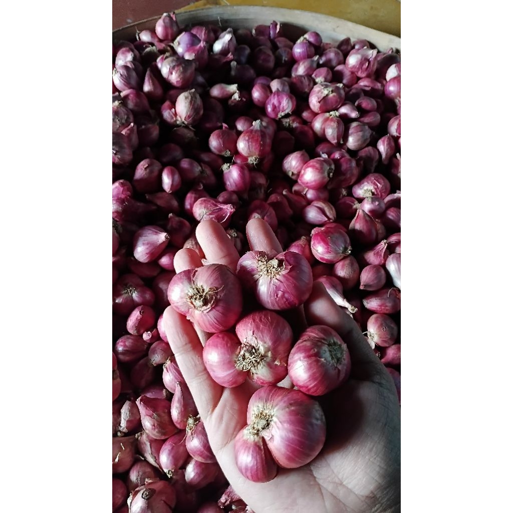 (Jenangan Ponorogo) Bawang Merah Lokal Ponorogo