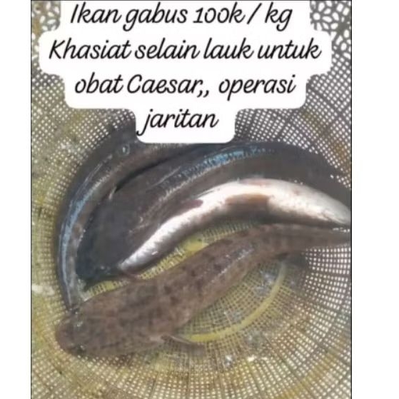 IKAN GABUS KUALITAS GRADE A / BAGUS UNTUK OBAT LUKA DALAM/ HABIS OPERASI