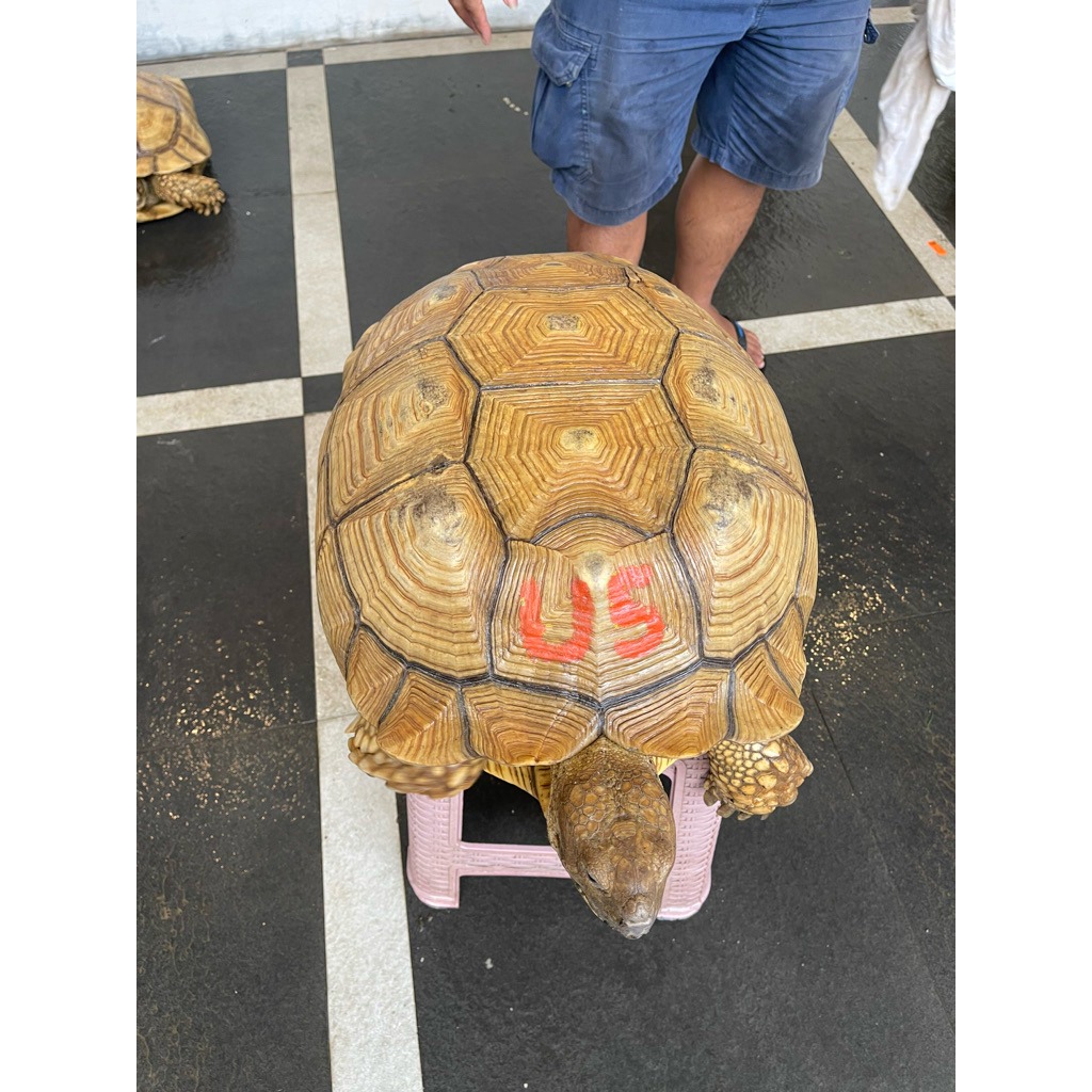 Kura Kura Sulcata Indukan Betina WC Proven 52 cm