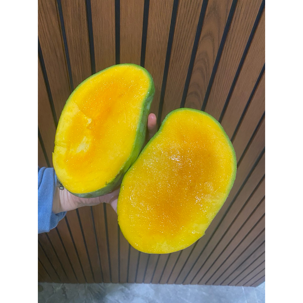Mangga Harum Manis 1,3kg Premium Manisnya Juara / Fresh Daily⁠