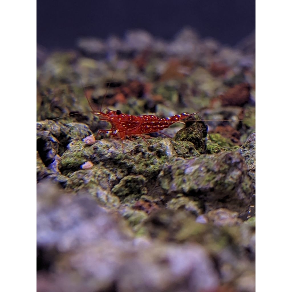 udang hias sulawesi red orchid