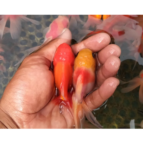 koki oranda merah putih 4-6cm