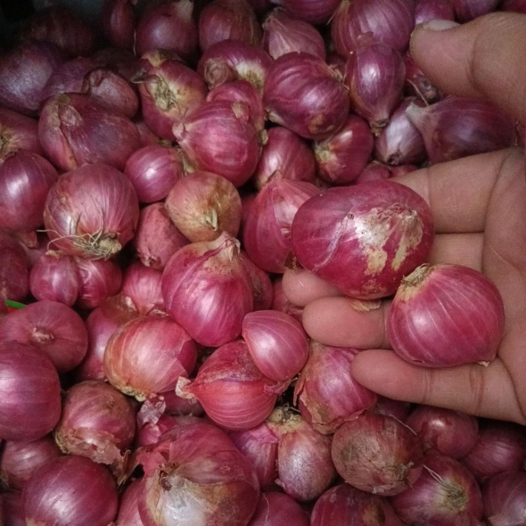 bawang merah jumbo kering