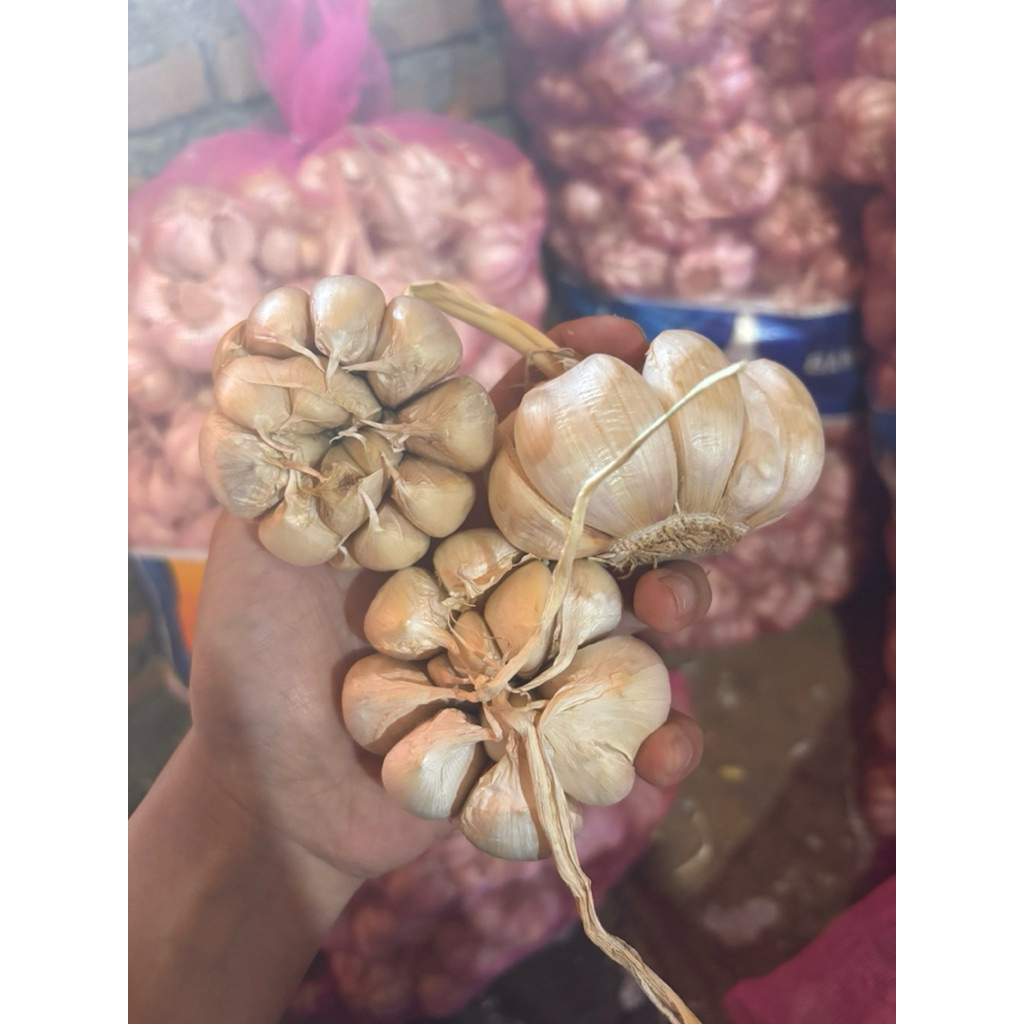 Bawang Putih Sinco