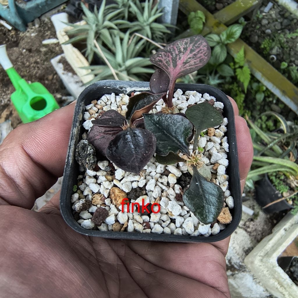 euphorbia francoisii hybrid maple leaf mix. sepot isi 3 tanaman.
