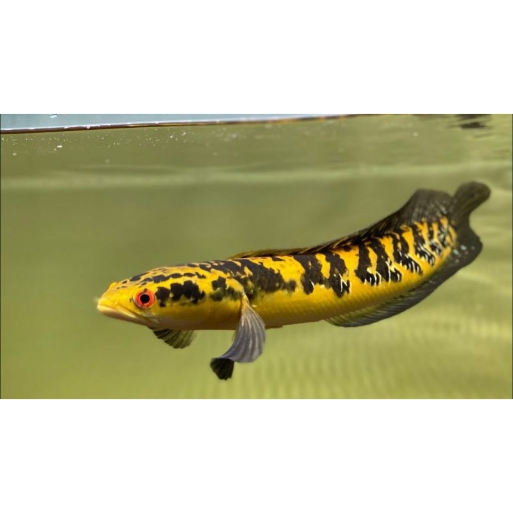 Ikan Hias Channa Maru YS - Warna Maru YS, Ukuran 8-10cm, Mental Kaca