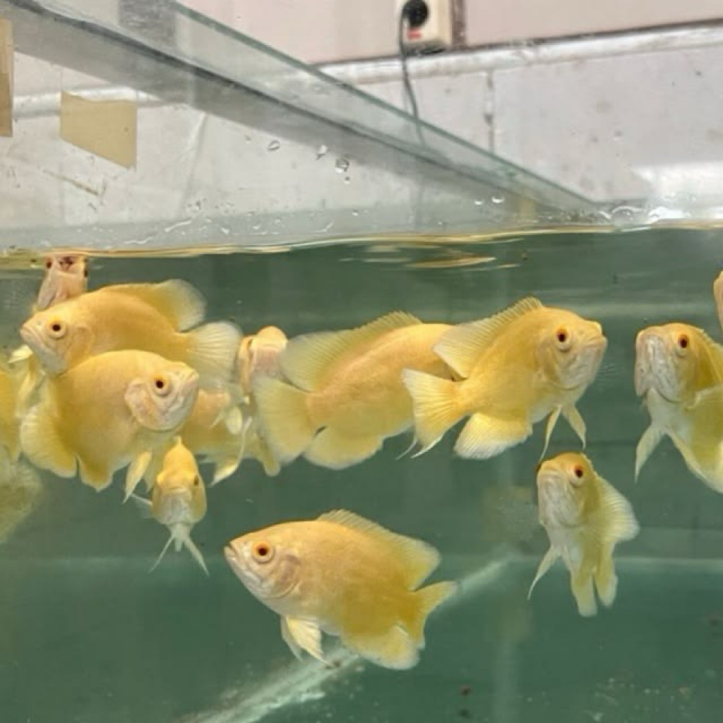 Ikan oscar lemon