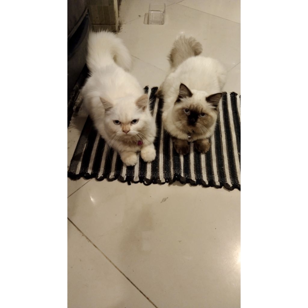 kucing ras sepasang
