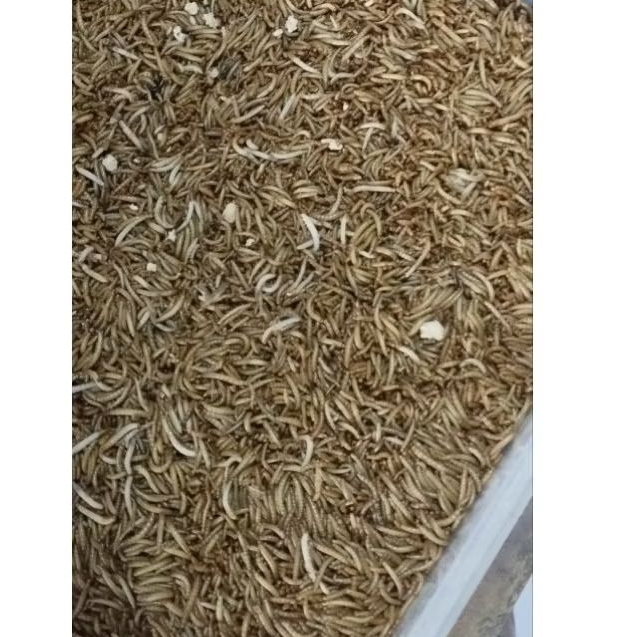Ulat Hongkong pakan Burung Berkualitas