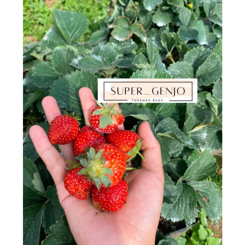 BIBIT STROBERI JUMBO SIAP BERBUAH RIMBUN