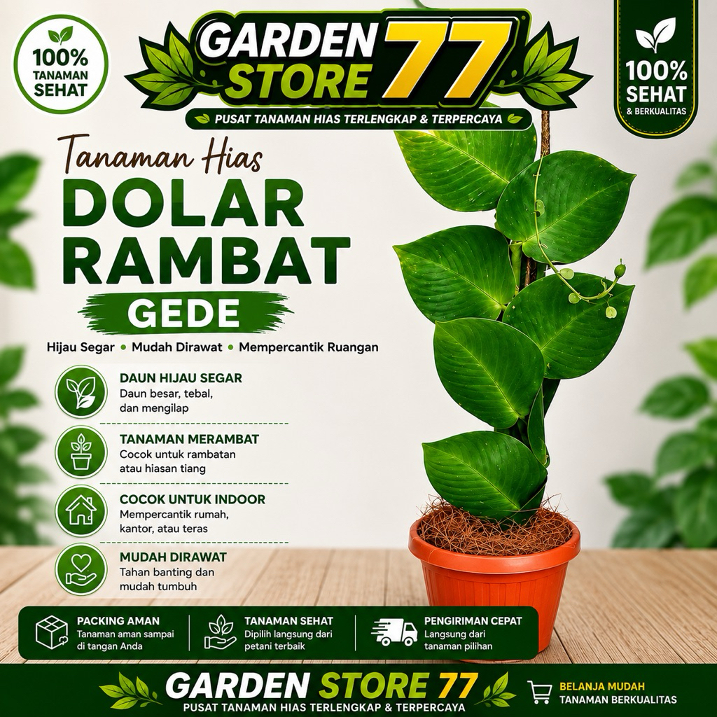 Tanaman hias dolar rambat besar / tanaman dolar besar