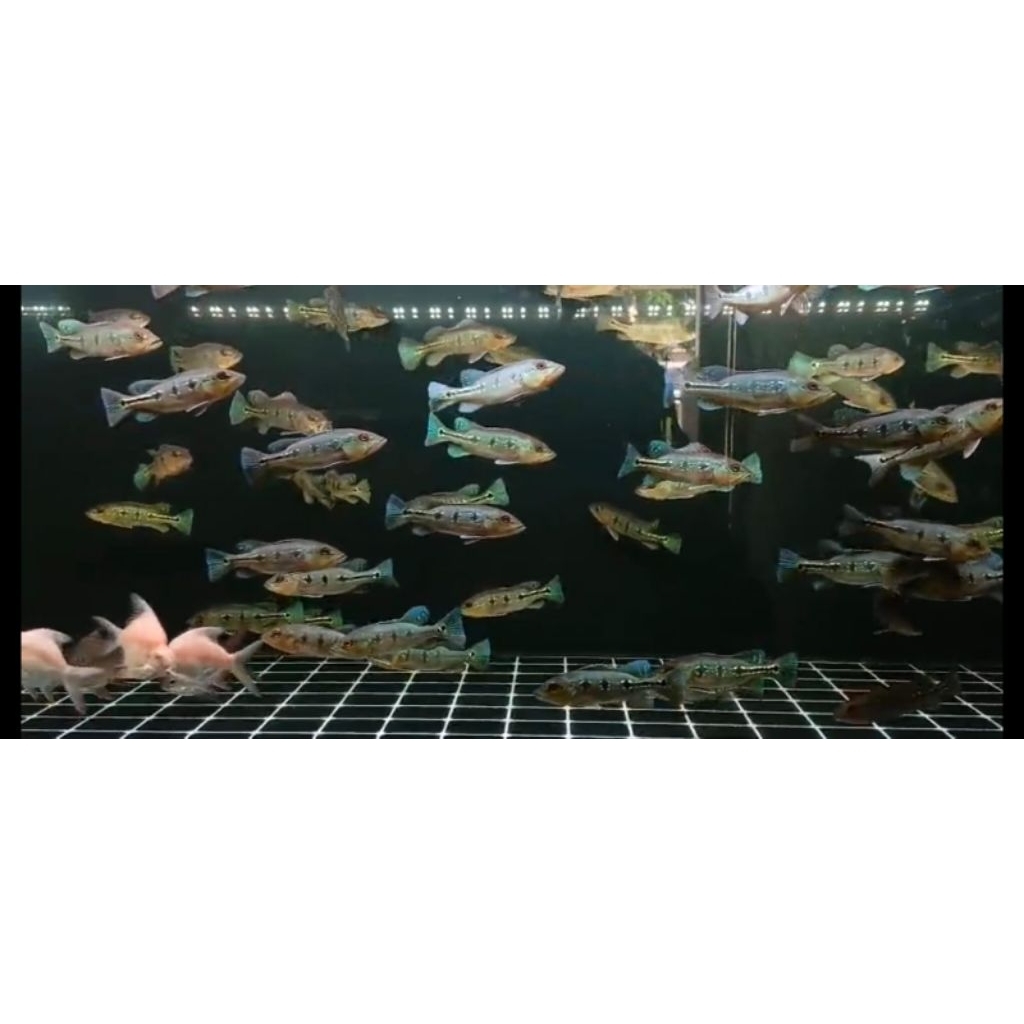 ikan pbass orinoco size 12cm