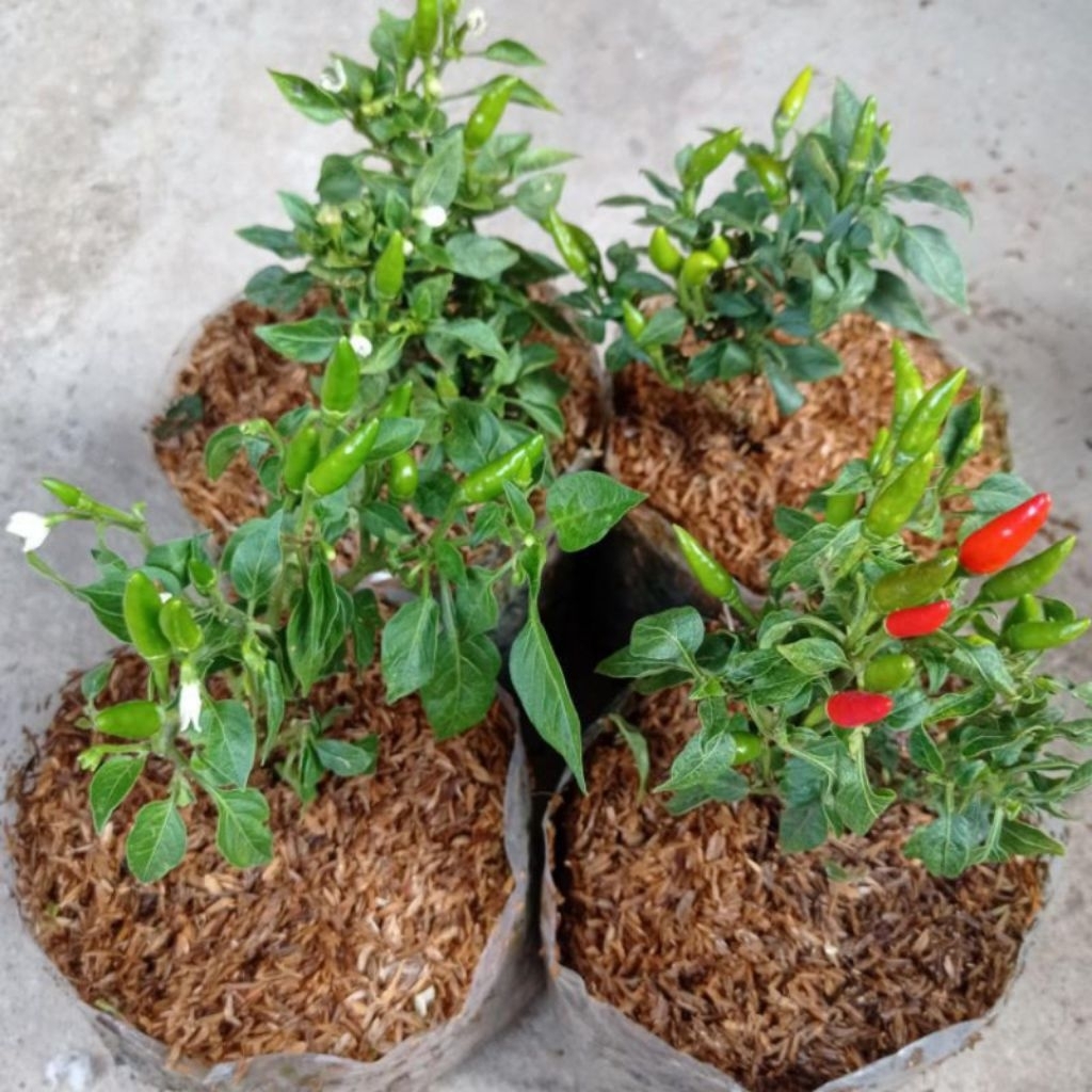 tanaman hias cabe rawit/pohon cabe rawit