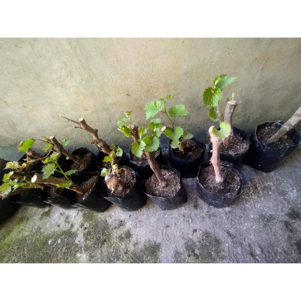Rootstock/Batang Bawah Anggur RedMaster SUDAH BERAKAR