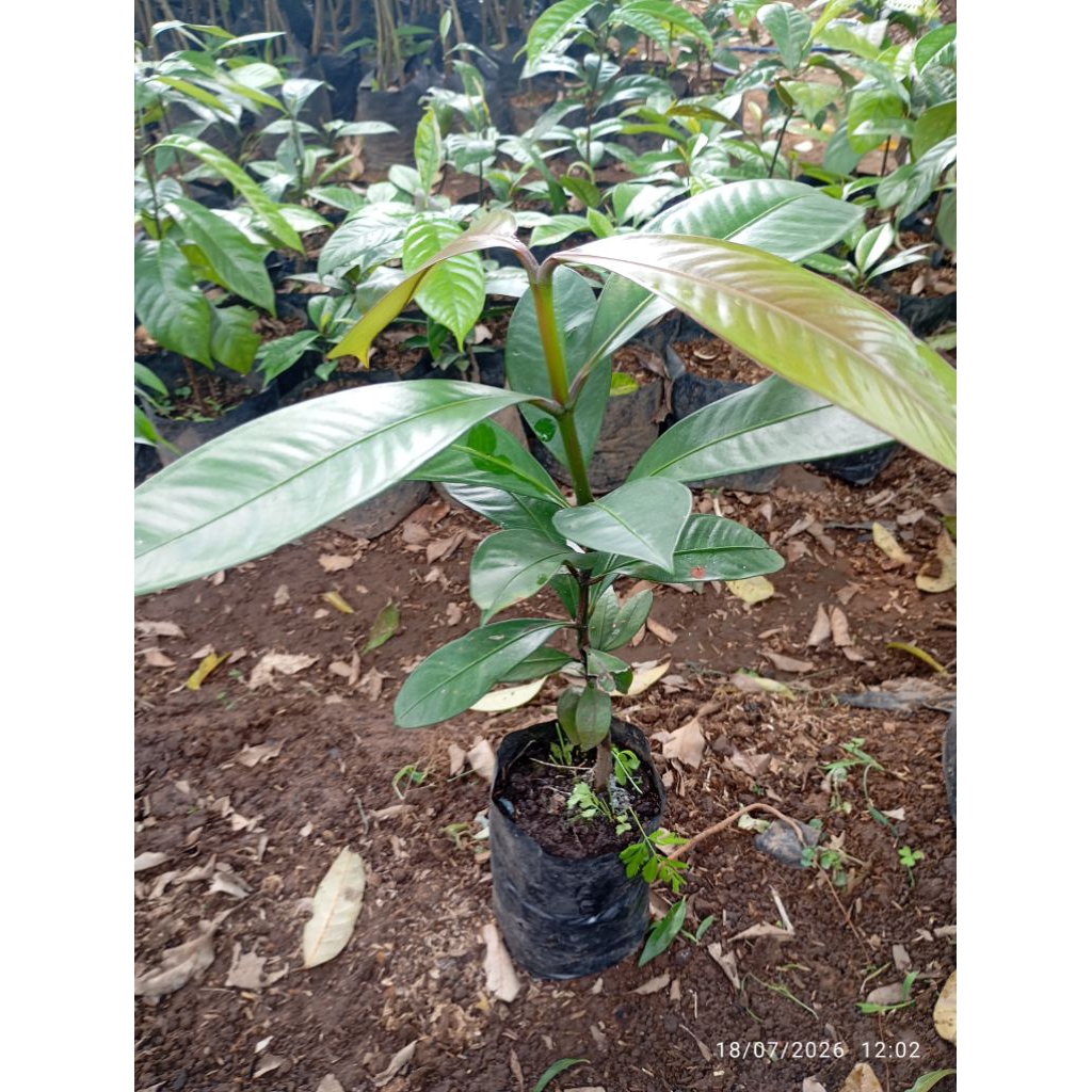 bibit pohon buah manggis, tinggi 40-50 cm