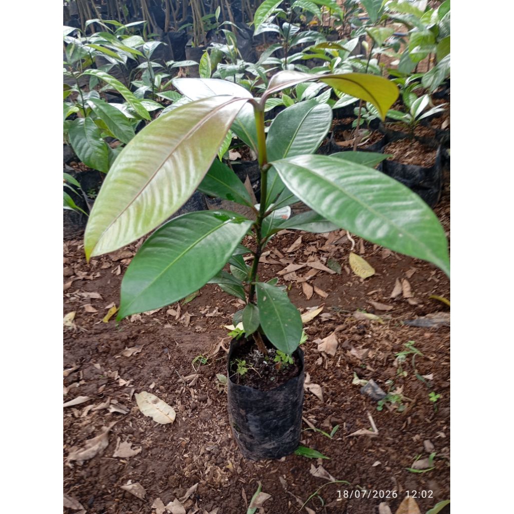 bibit pohon buah manggis, tinggi 40-50cm