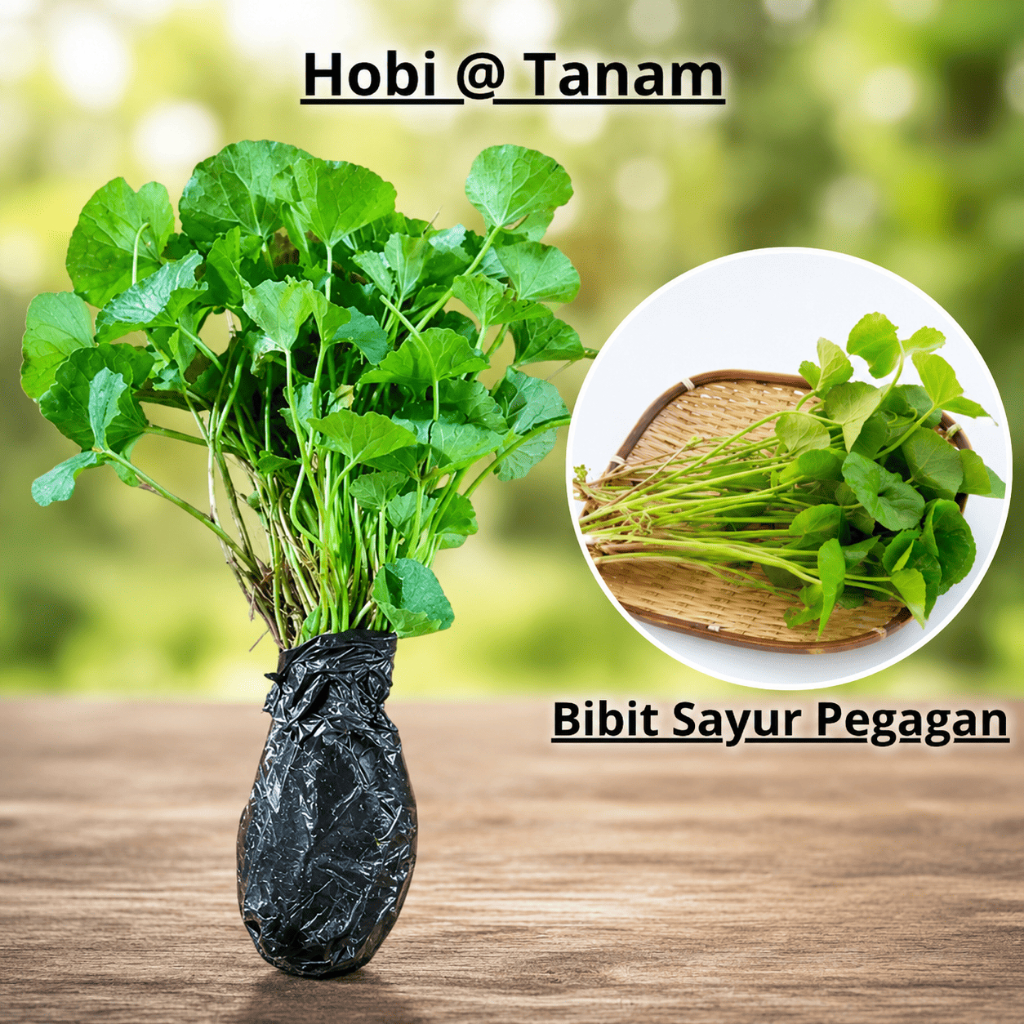 Bibit daun pegagan Bibit tangkai pegagan bibit pegagan