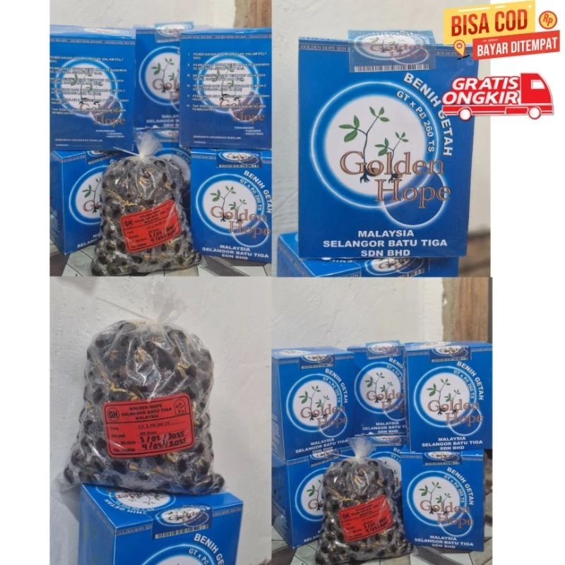 BENIH BIBIT KARET NEW GOLDEN HOPE MALAYSIA KECAMBAH POLONG KARET MERAH UNGGUL ASLI BIBIT KARET MALAY