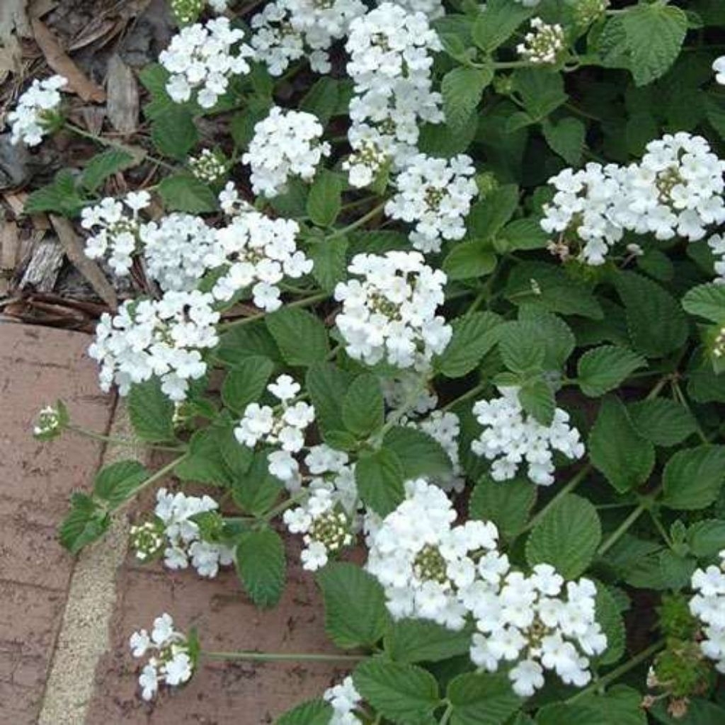 BUNGA LANTANA BUNGA PUTIH / TANAMAN HIAS LANTANA PUTIH