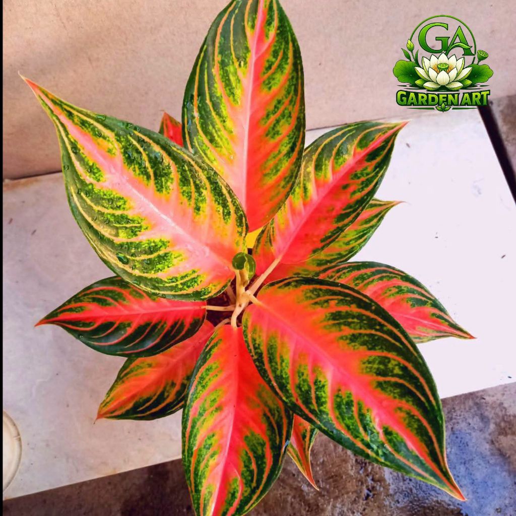 PROMO MURAH Bibit Bonggol Aglonema Pink Sunset - Tanaman Hias Aglonema Pink Sunset - Aglonema Pink S