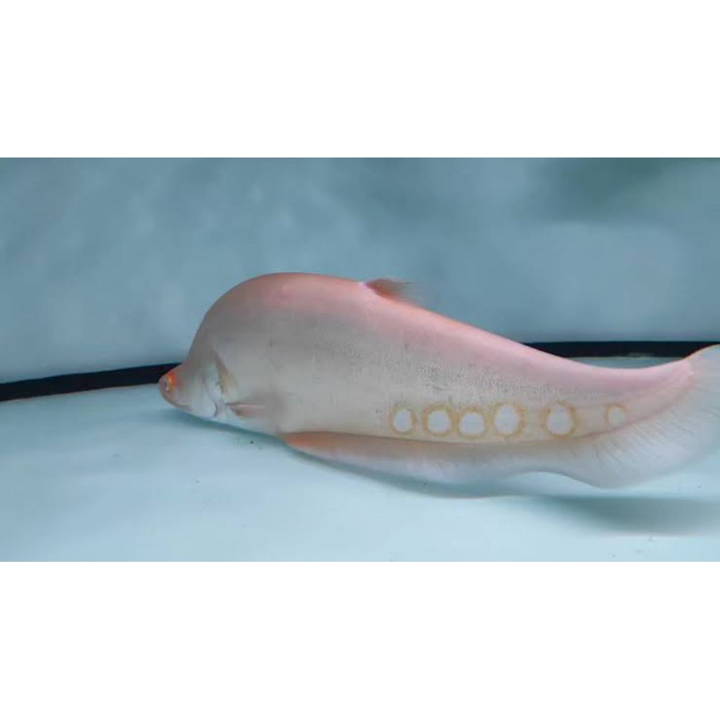 belida albino
