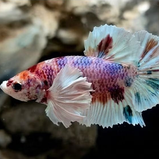 hiasan aquarium all series dumbo ear bahan