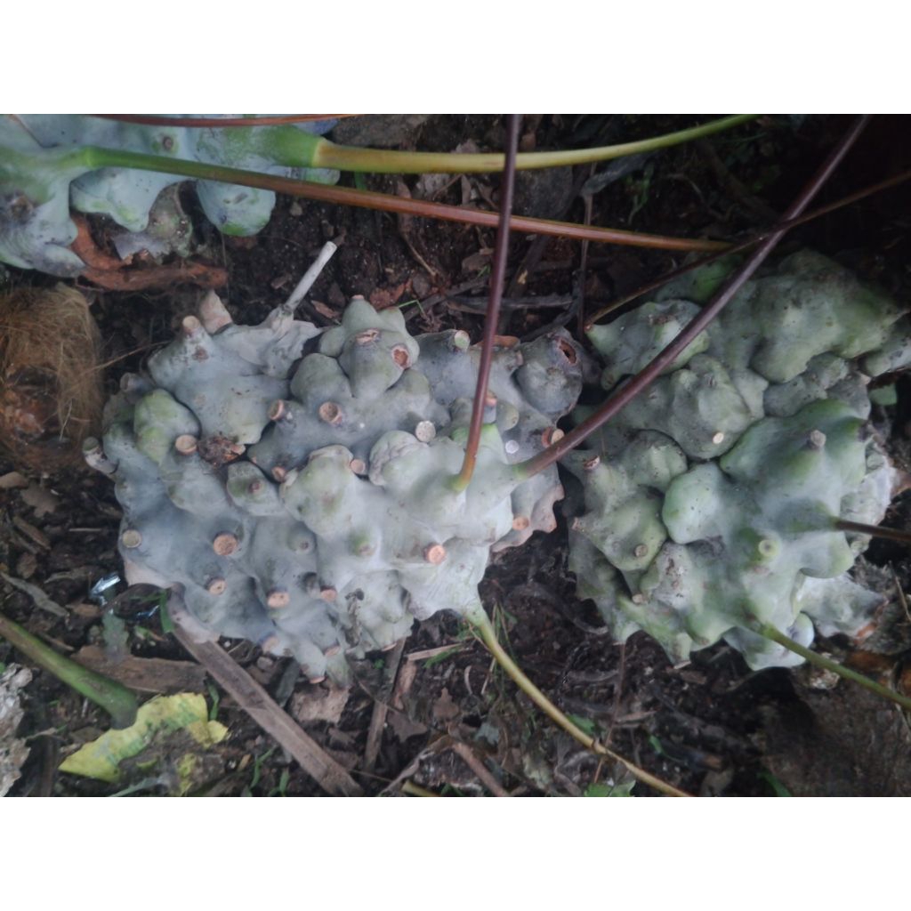 sarang semut lecanopteris deparoides