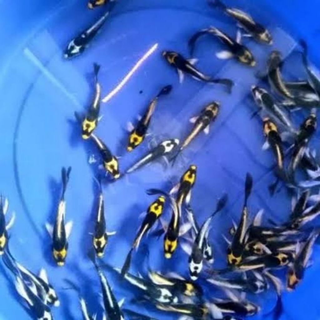 ikan koi metalik kumpay