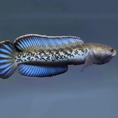 CHANA STERWATI UKURAN 6-8 CM