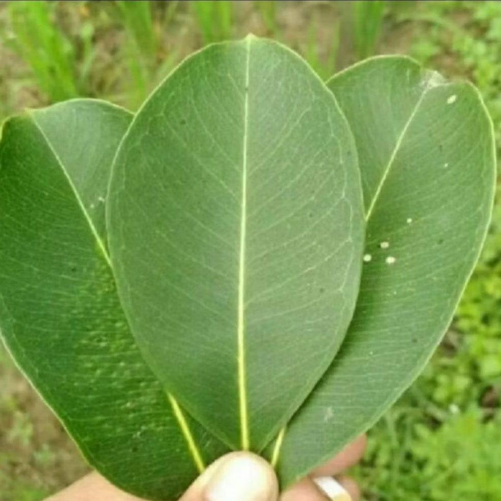 50 LEMBAR DAUN JUWET ATAU JAMBLANG SEGAR HERBAL ORGANIK