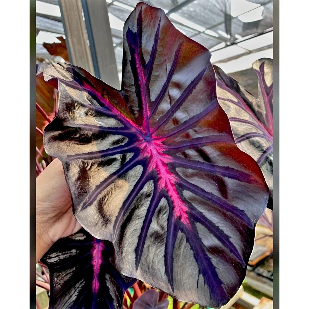 Caladium Pharaoh's Mask -Tanaman Hias Keladi Pharaoh's Mask- Bunga Hias Keladi Pharaoh's Mask  - Cal