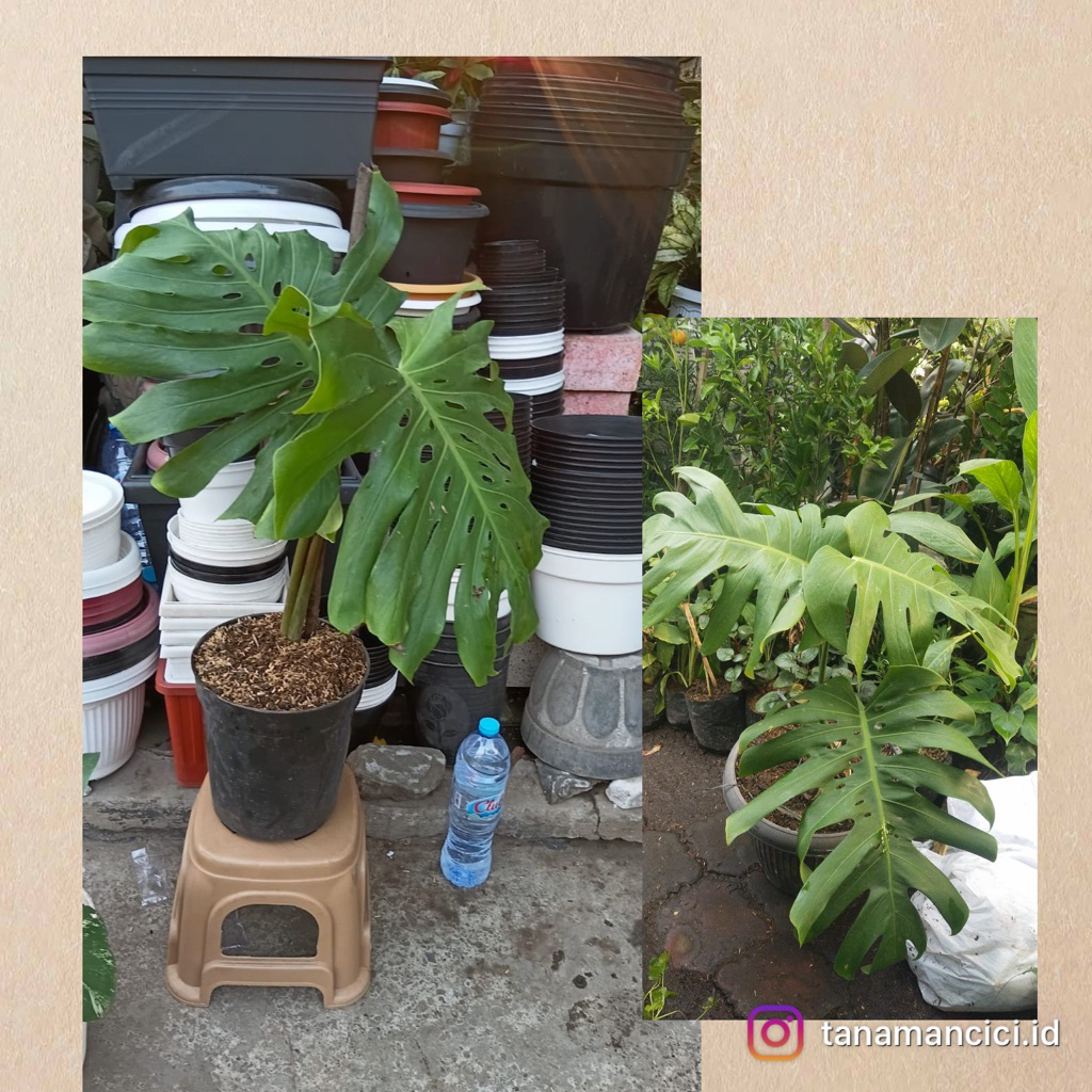 tanaman Monstera King remaja ready tanaman Surabaya