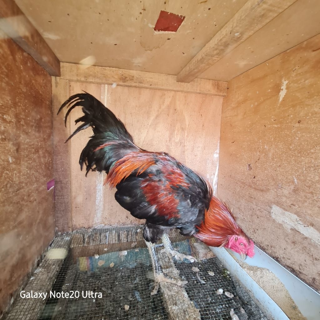 Ayam Kampung KUB 2 Indukan Jantan | Spek Ayam Silahkan Baca Deskripsi Produk